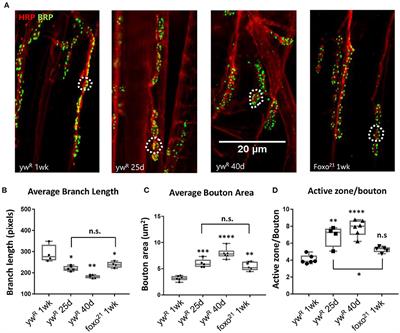 FOXO Regulates Neuromuscular Junction Homeostasis During Drosophila Aging